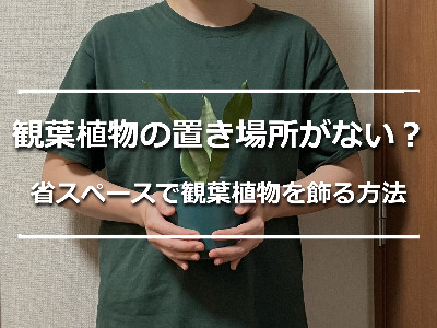 観葉植物の置き場所に迷う人