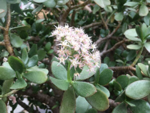 冬に咲いた金のなる木の花