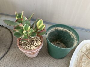 植え替え前の金のなる木