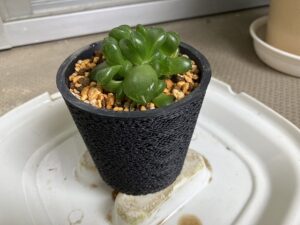 植え替え完了後のハオルチア