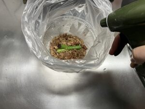 モンステラの茎伏せに霧吹きで保水