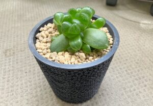 ジャイロポットに植えたハオルチア