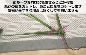 モンステラの茎伏せ