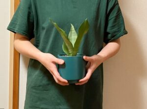 両手に抱えた緑色の観葉植物