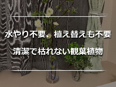 水やり不要な観葉植物