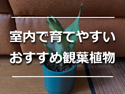 室内に置いた観葉植物