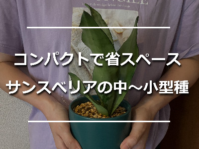サンスベリアの小型種「シルバーキング」