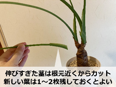 伸びすぎたクワズイモの茎をカット