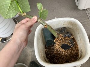 ウンベラータの植え替え中