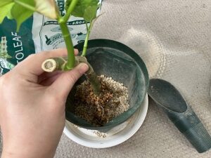 ウンベラータの植え替え中