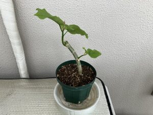 植え替え後のウンベラータ