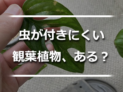 害虫被害を受けた観葉植物の葉っぱ