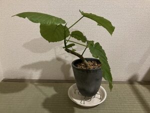 挿し木で増やしたウンベラータ