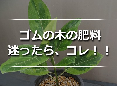 人気のゴムの木「アルテシマ」