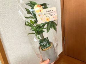 神戸花物語で買ったパキラ(造花)