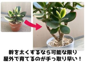 金のなる木の幹を太くする方法