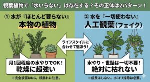 水がいらない観葉植物は存在する？