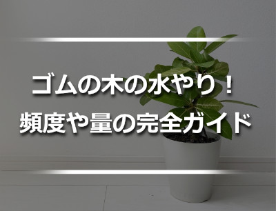 白い鉢に植えたゴムの木