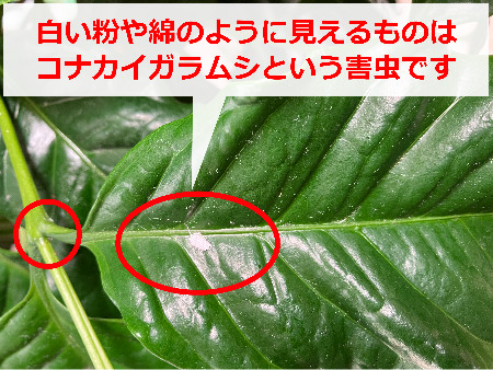 観葉植物の葉っぱに付いたコナカイガラムシ