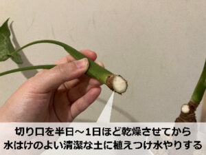 クワズイモの挿し木方法