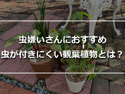 タイルの上に並べたおしゃれな観葉植物4つ