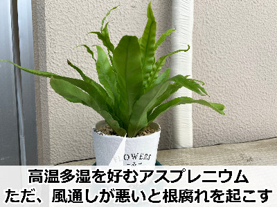 植え替え後のアスプレニウム