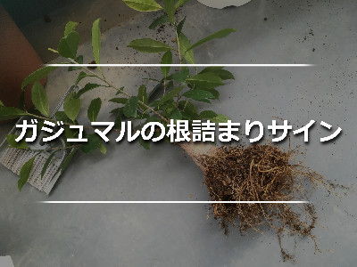 根詰まりしたガジュマルの植え替え