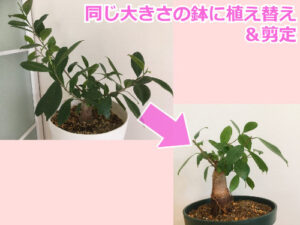 ガジュマルの植え替え