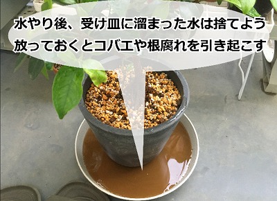 水やり後のガジュマル。受け皿の水をためたままにしないよう注意
