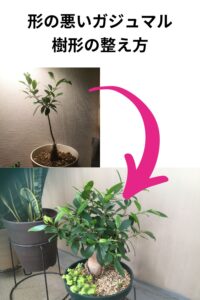 形を整えたガジュマルのビフォーアフター