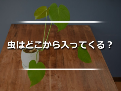 リビングテーブルに置いたモンステラの鉢植え