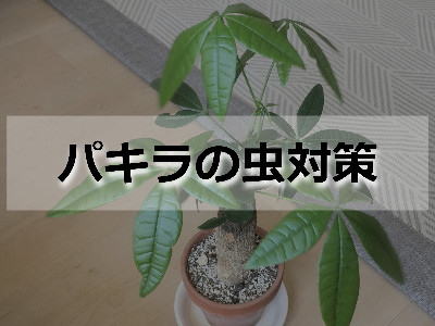 虫対策を施したパキラ