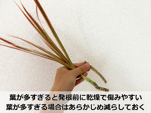 ドラセナコンシンネの挿し木