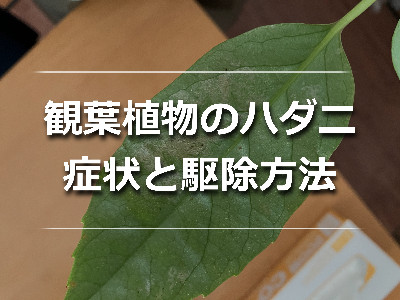 ハダニ被害を受けた観葉植物の葉