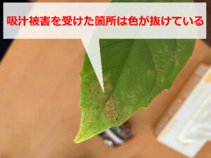 ハダニ被害を受けた観葉植物