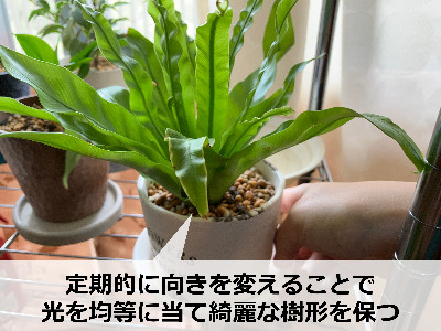 観葉植物の向きを変える