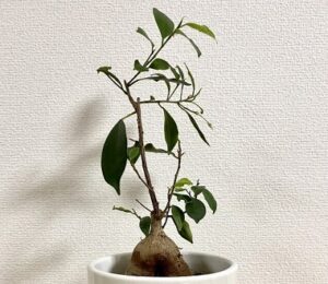 陶器鉢に植えられたガジュマル