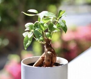 白い陶器鉢に植えられたガジュマル