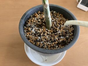 マグァンプd散布後、水やり