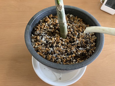 施肥後の鉢への水やり。肥料は製品の量と使い方を守ります。