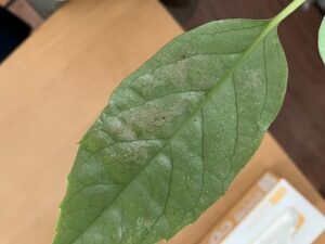 ハダニ被害を受けた観葉植物の葉