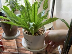 観葉植物の向きを変える