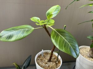 剪定から約1か月後のアルテシマ