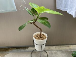 剪定から10か月程経ち、枝分かれしたアルテシマ