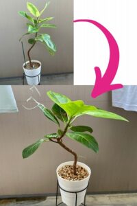 剪定で枝分かれしたアルテシマ