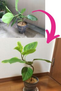 曲げてから1ヵ月ほど経ったフィカス