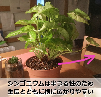 室内のテーブルの上に置いたシンゴニウムの鉢植え