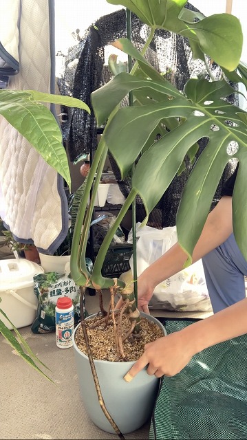 大きくなり過ぎた観葉植物の鉢