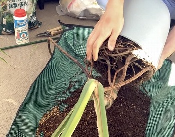 鉢から観葉植物を取り出す