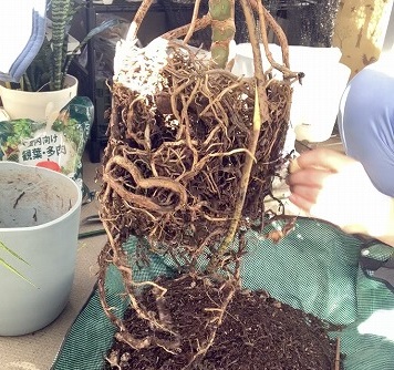 鉢から取り出した観葉植物の根っこ